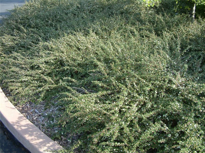 Plant photo of: Cotoneaster congestus 'Likiang'