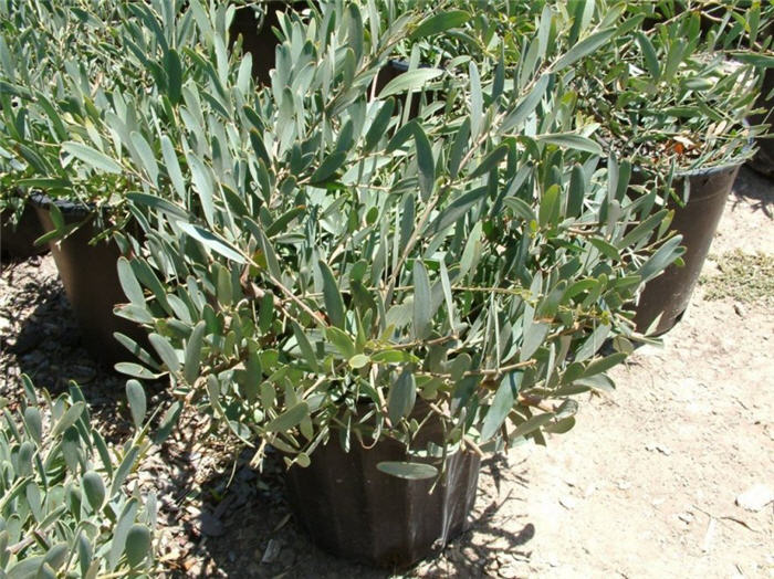 Plant photo of: Acacia redolens 'Prostrata'