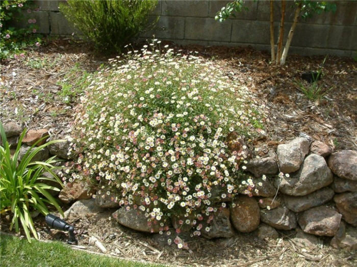 Santa Barbara or Mexican Daisy