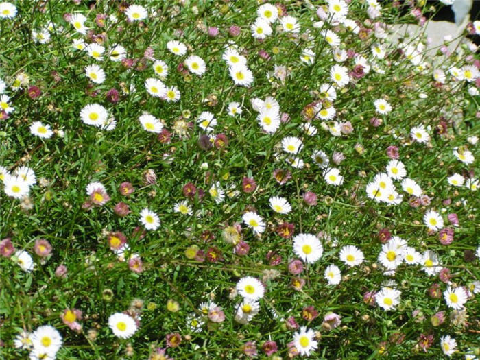 Plant photo of: Erigeron karvinskianus