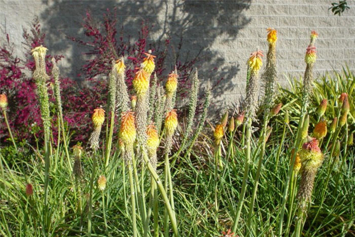 Kniphofia uvaria