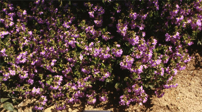 Scaevola albida 'Mauve Clusters'