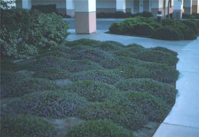 Plant photo of: Scaevola albida 'Mauve Clusters'