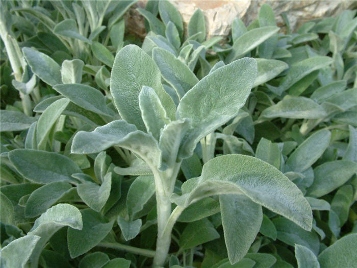 Stachys byzantina