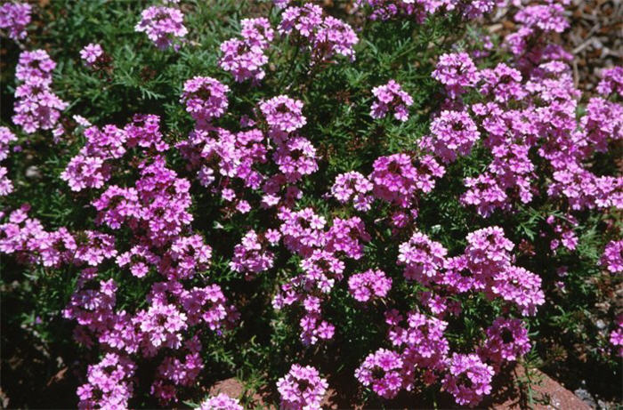 Verbena peruviana