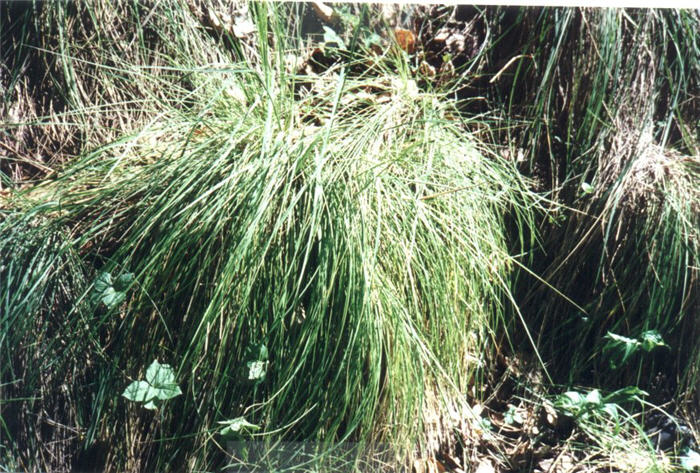 Festuca californica