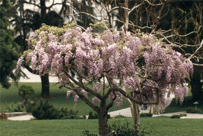 Rosea Japanese Wisteria