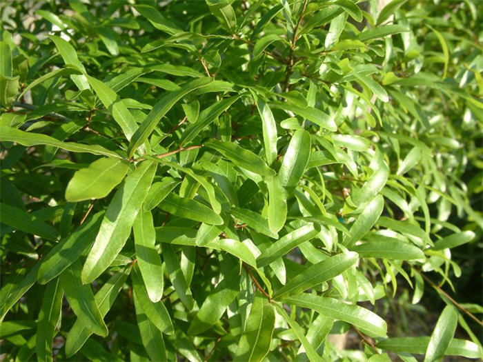 Hopseed Bush, 'a'ali'i