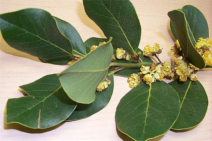 Plant photo of: Laurus X noblis 'Saratoga'