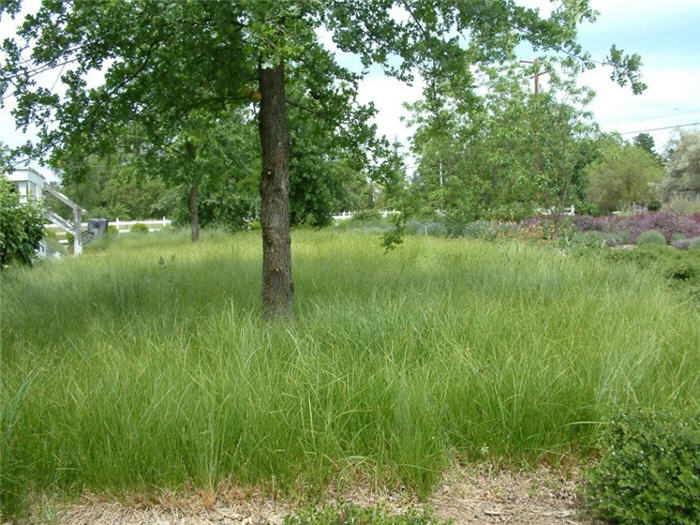 Plant photo of: Carex praegracilis