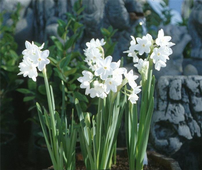 Daffodil selection