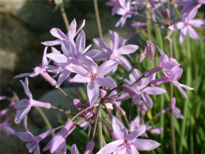 Plant photo of: Tulbaghia violacea