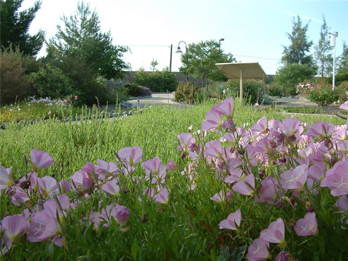 Siskiyou Mexican Evening Primrose