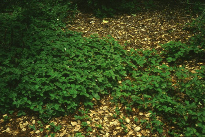 Fragaria chiloensis