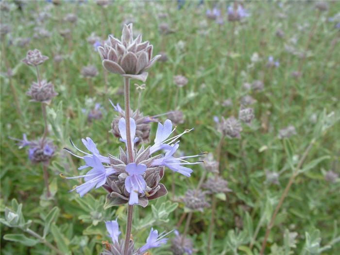 Plant photo of: Salvia clevelandii