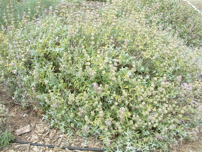 Point Sal Spreader Purple Sage