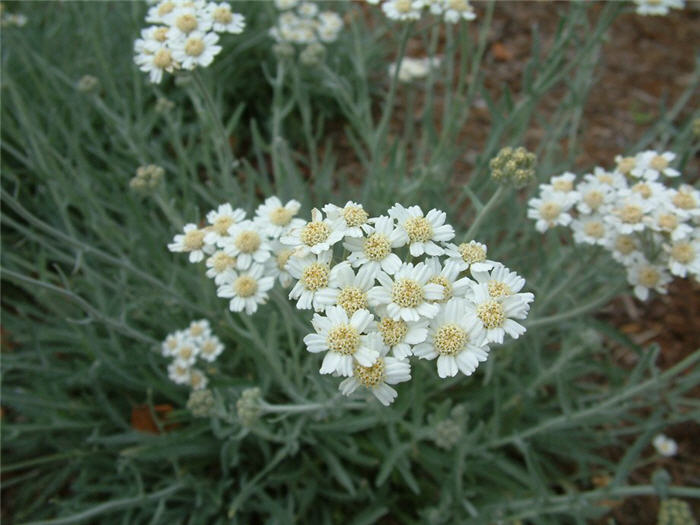 Achillea X kellereri