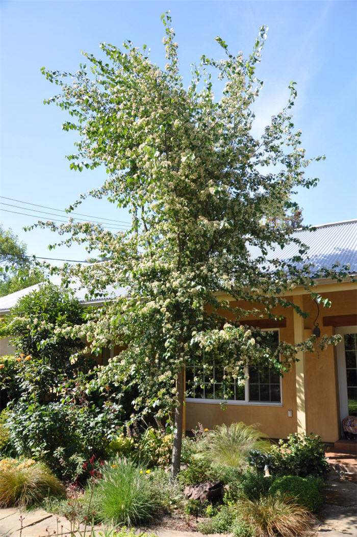 Crataegus phaenopyrum