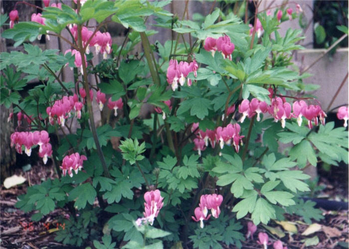 Dicentra formosa