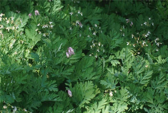 Plant photo of: Dicentra formosa