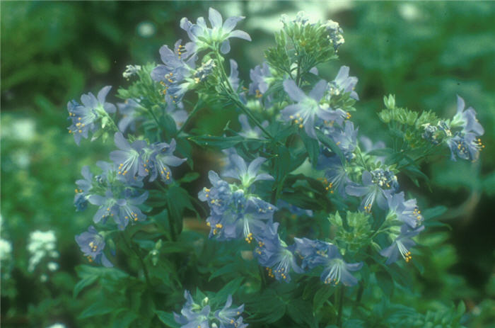 Polemonium caeruleum 'Brise d' Anjou'