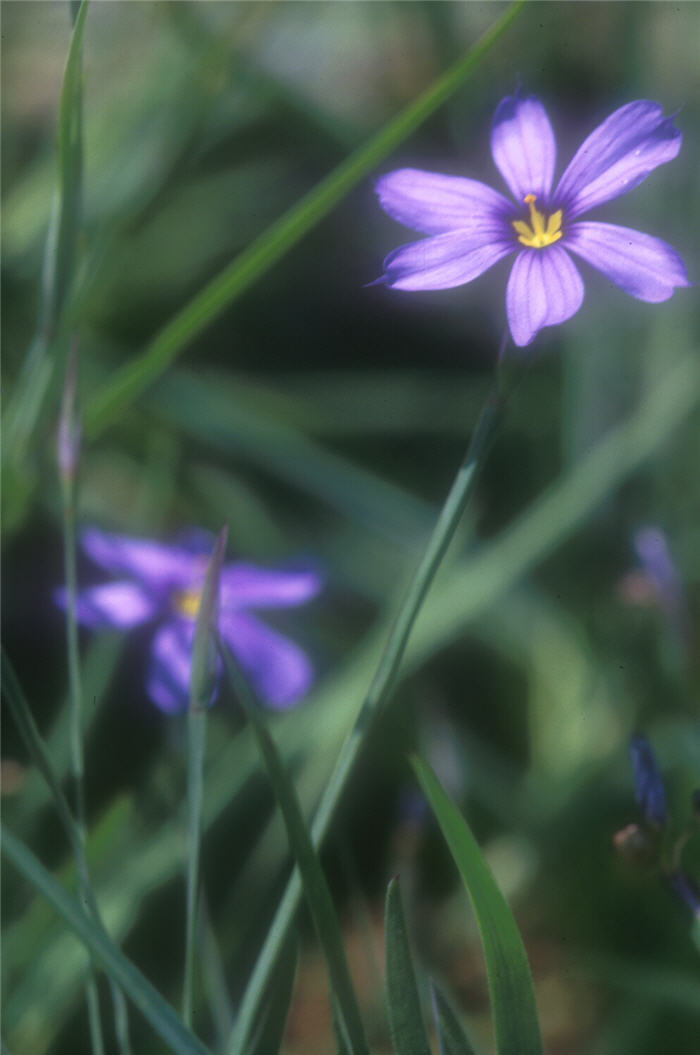 Plant photo of: Sisyrinchium bellum