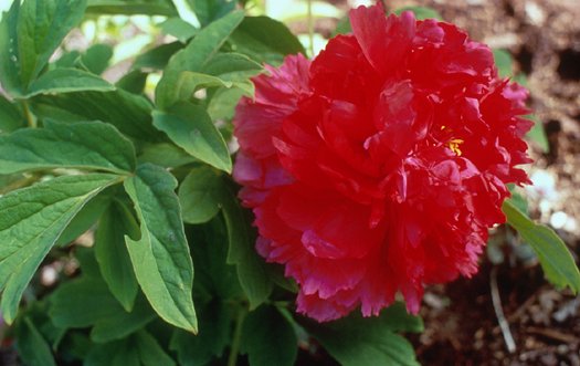 Paeonia 'Fire to Make Immortality'