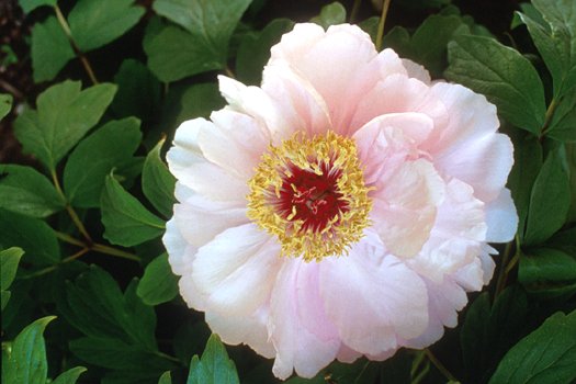 Goddess of Mt. E Mei  Tree Peony