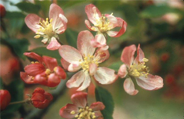 Hillier Tea Crabapple