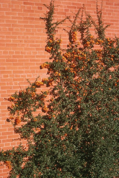 Plant photo of: Pyracantha coccinea