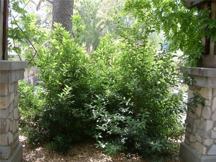 Plant photo of: Laurus nobilis