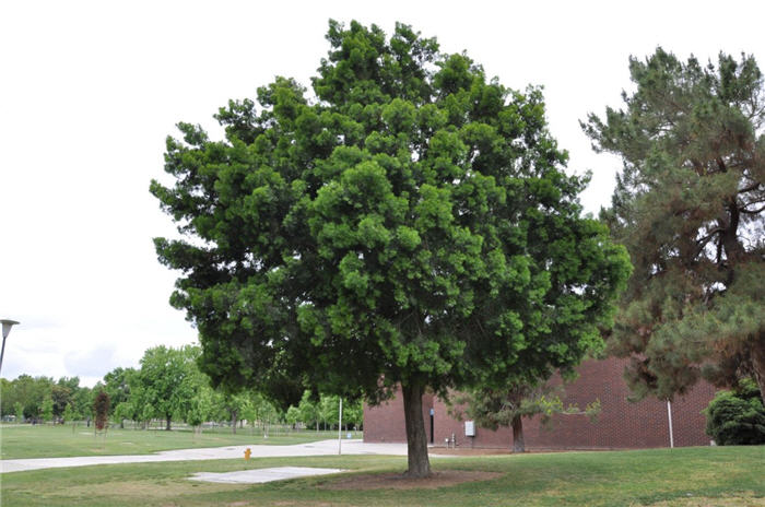 Afrocarpus elongatus