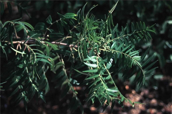 Flameleaf Sumac