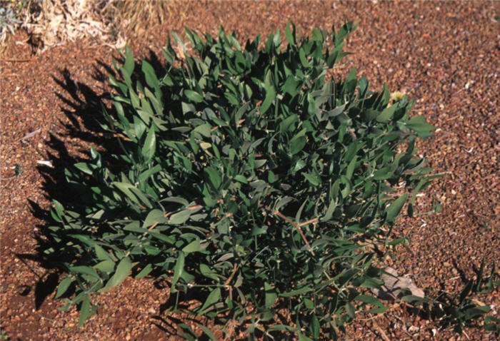 Plant photo of: Simmondsia chinensis 'Vista'