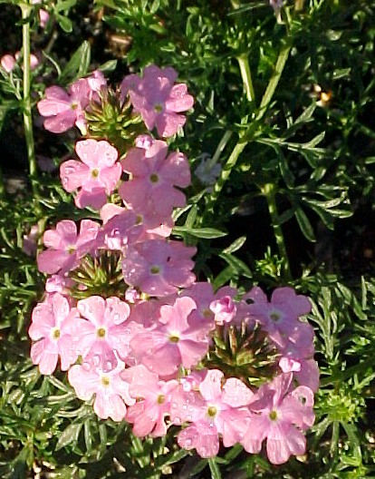 Edith Fuchsia Moss Verbena