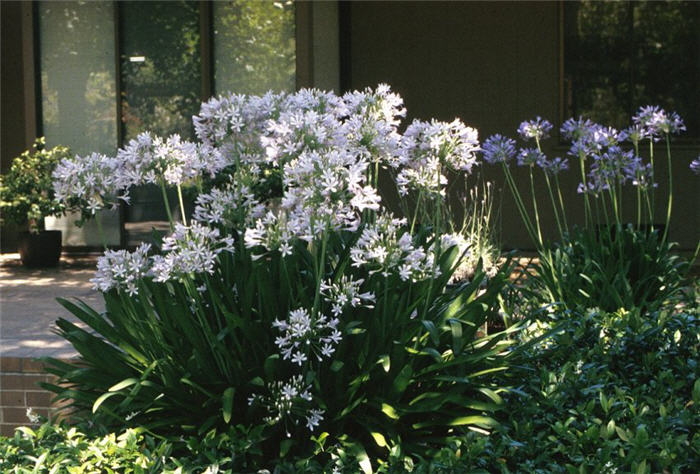 Plant photo of: Agapanthus praecox ssp. orientalis 'Albu