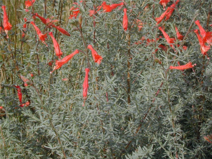 California Fuchsia, Zauschneria