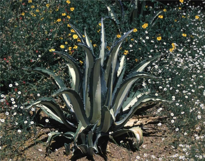 Agave americana medio-picta