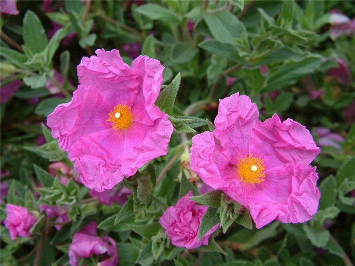 Cistus crispus 'Santa Cruz'