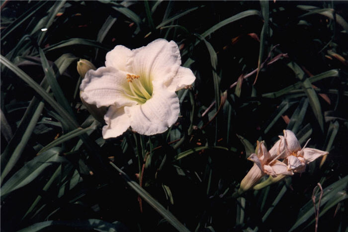 Hemerocallis 'Gentle Shepherd'