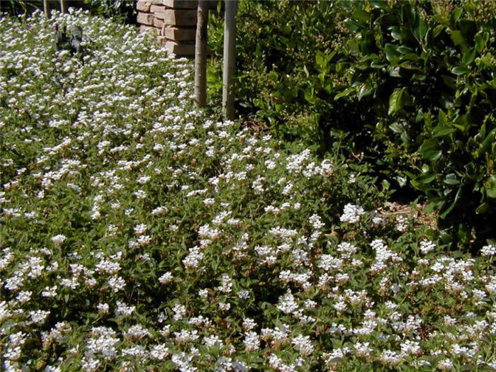 White Lightnin' Trailing Lantana