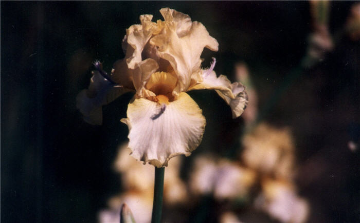 Iris bearded 'Mandolin'