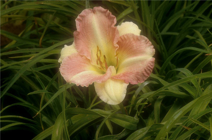 Girl's Birthday Bearded Iris