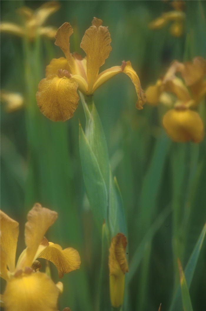 Plant photo of: Iris Siberian 'Imperial Bronze'