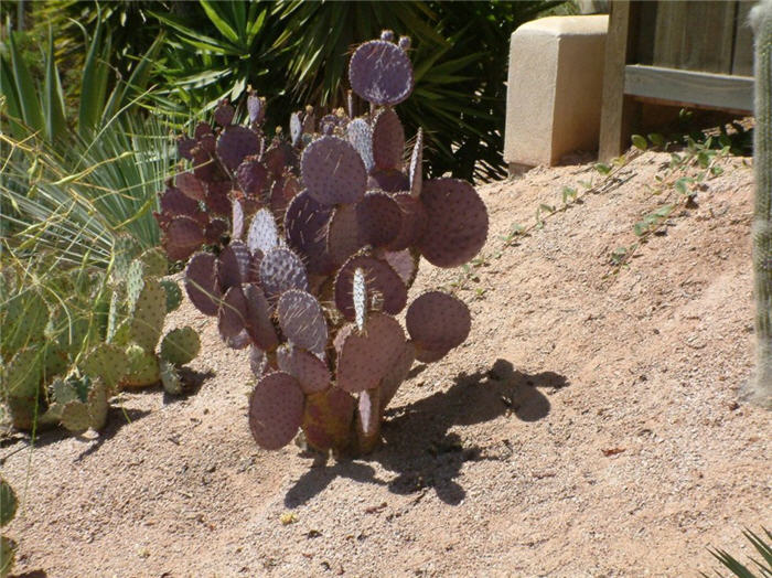 Tubac Purple Pad Opuntia