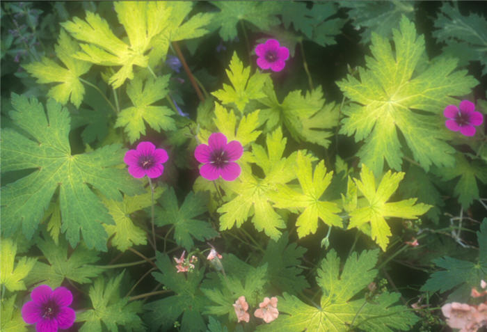 Ann Folkard Cranesbill or Geranium