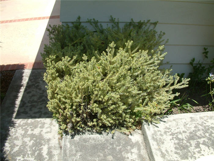 Morning Light Coast Rosemary