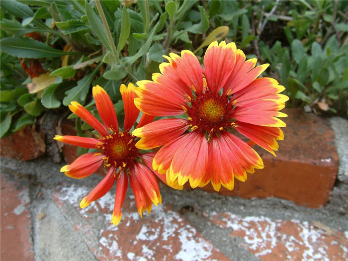 Gaillardia X grandiflora 'Monarch'