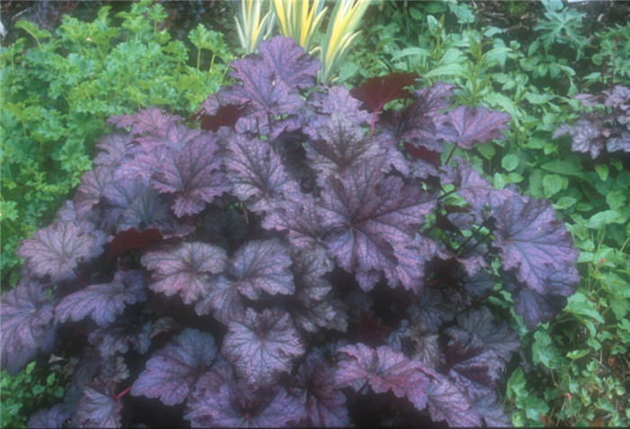 Plant photo of: Heuchera 'Amethyst Mist'