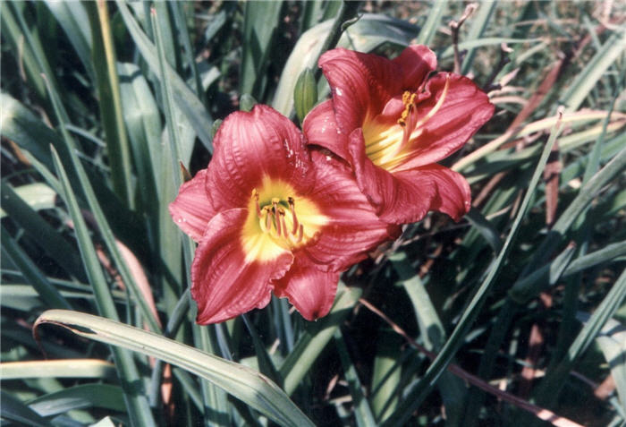 Hemerocallis 'Apple Annie'